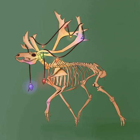 Reindeer